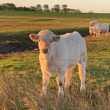 Klaas Am Nordseedeich