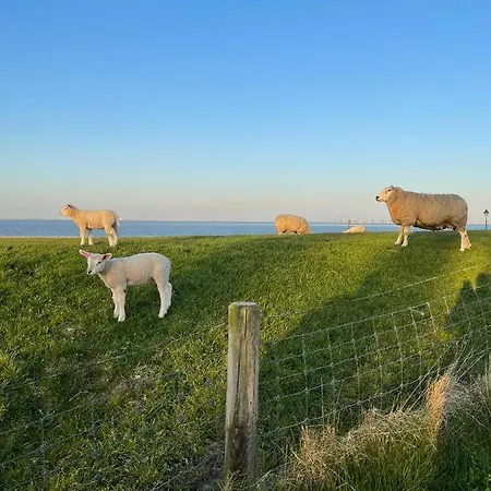 Klaas Am Nordseedeich *