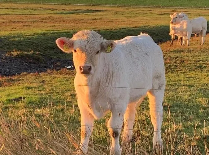 Klaas Am Nordseedeich