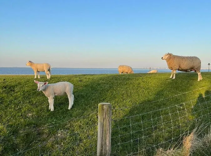 Klaas Am Nordseedeich *