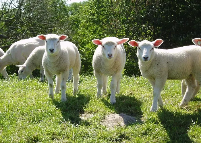 Klaas Am Nordseedeich شقة *